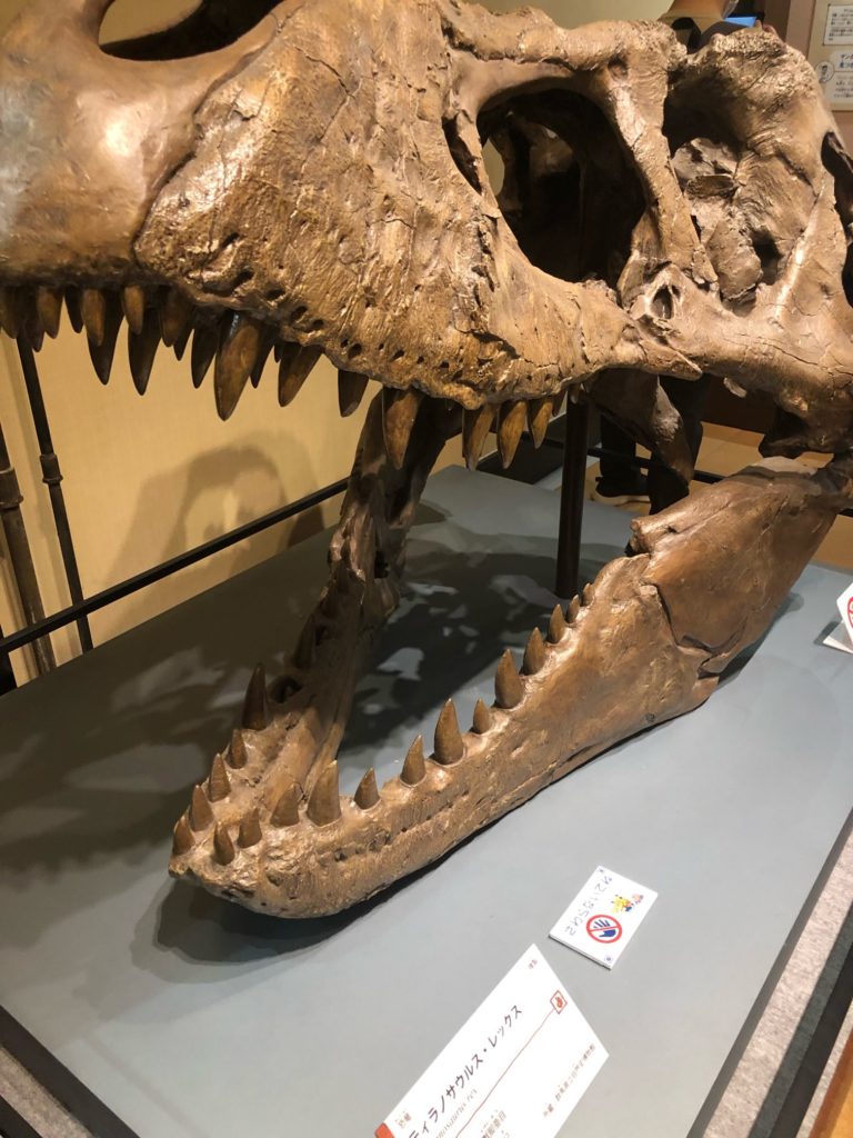 ティラノサウルス　頭骨