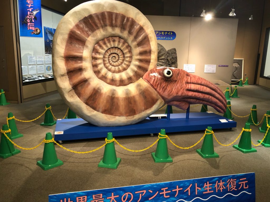 巨大なアンモナイト