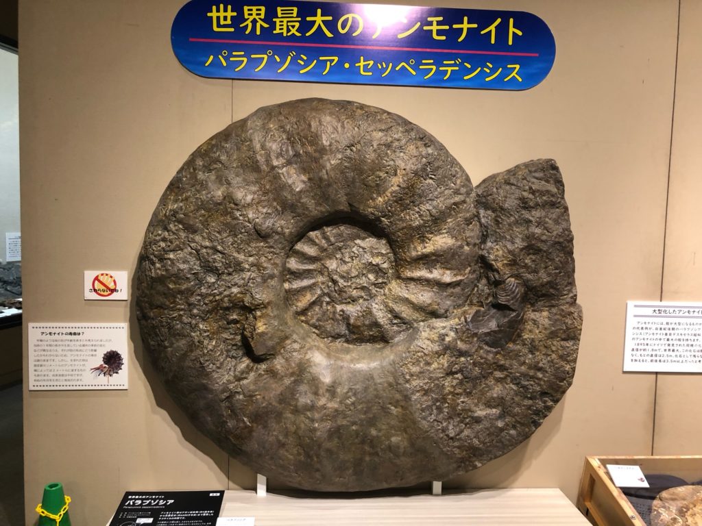 巨大なアンモナイトの化石