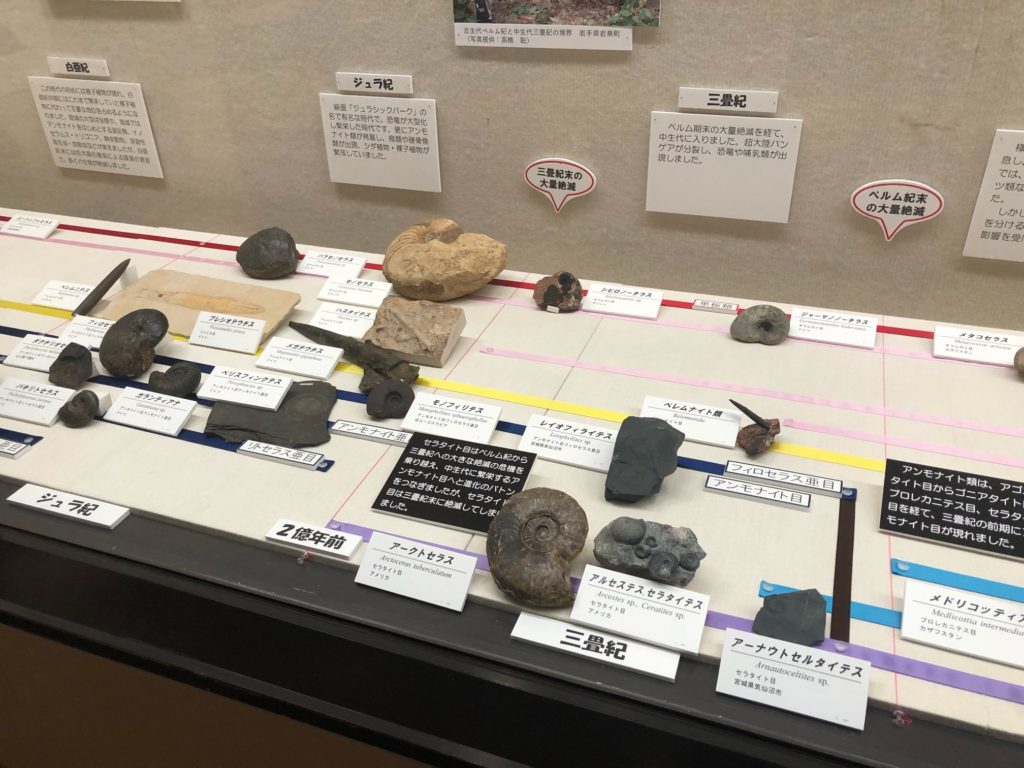 様々な年代のアンモナイト化石