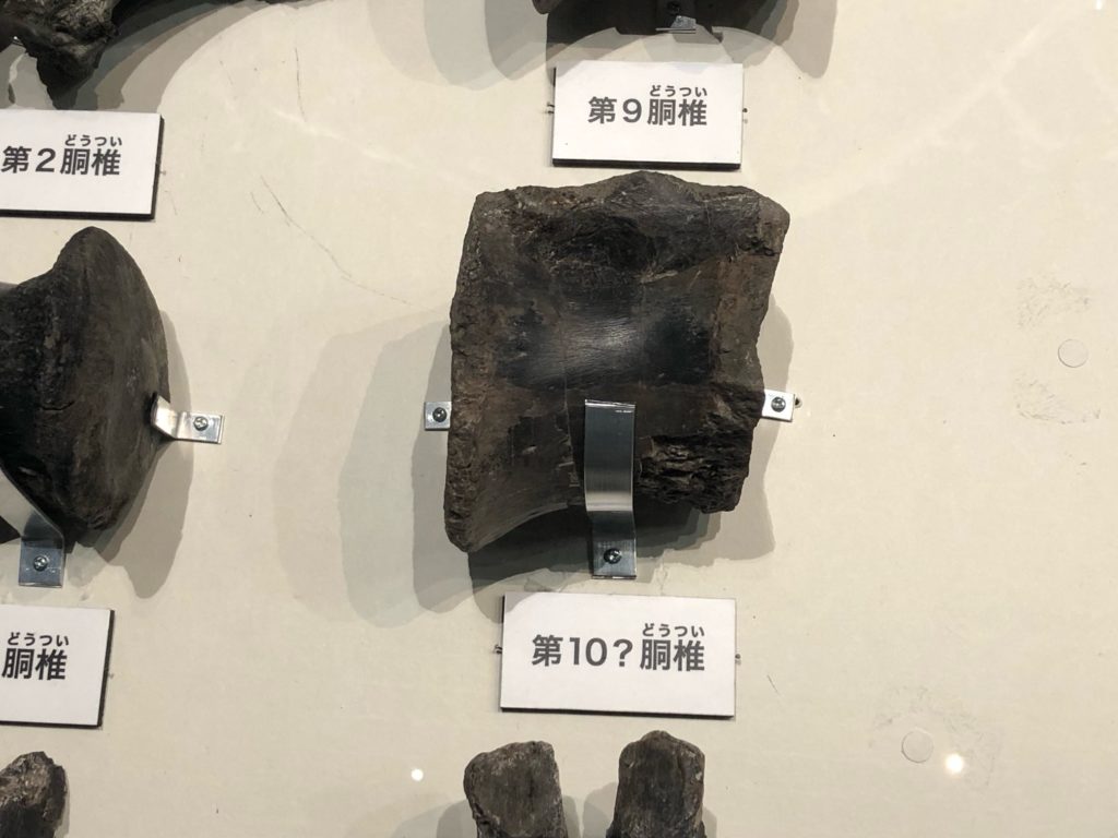 マイプの第10？胴椎