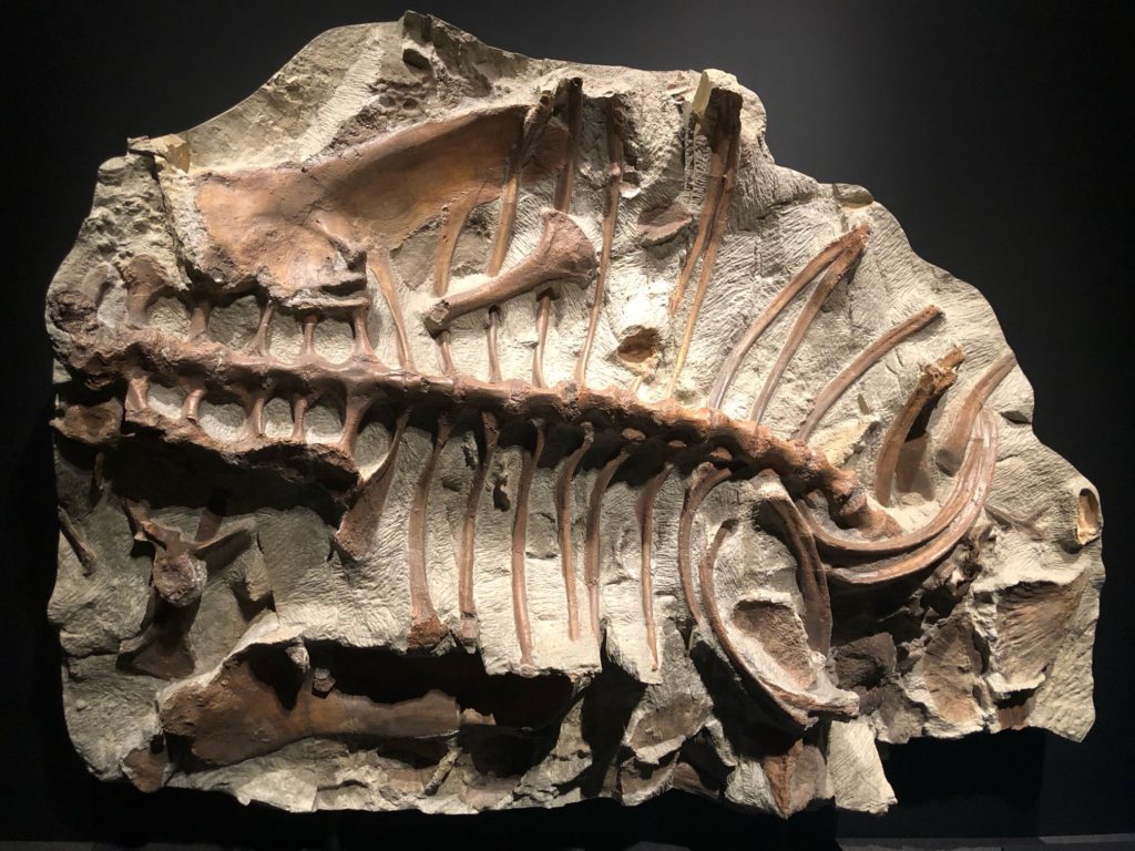 ズールの体骨格産状