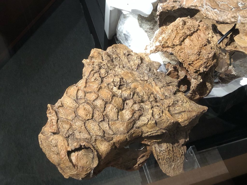 ズールの頭骨（レプリカ）