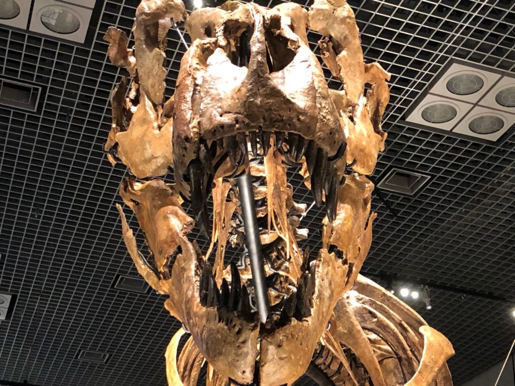 タイソンの頭骨